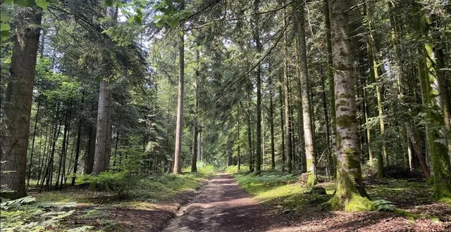 photo  la randonnée de saint-rigomer-des-bois se déroule largement sous les arbres.  &copy;  yanne boloh 