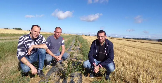photo  nicolas cottereau, anthony guibé et luc bertrand devant un linéaire de haies.  &copy;  ouest-france 