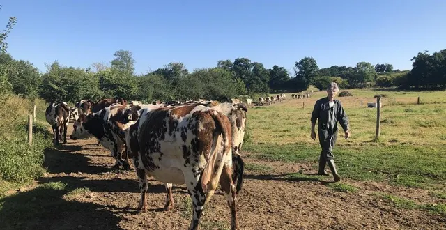photo  selon christophe davy, éleveur à athis-de-l’orne, dans l’orne, une vache de race normande peut marcher jusqu’à « trois kilomètres sans souci ».  &copy;  ouest-france 