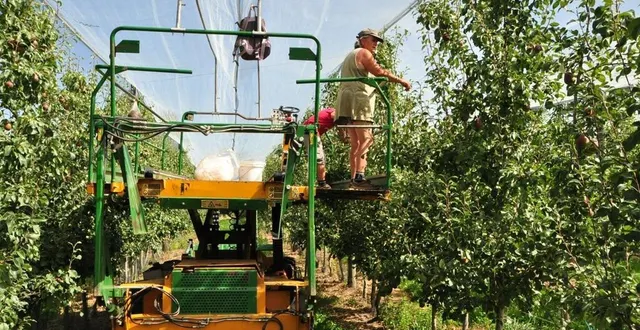photo  la scea les châtaigniers emploie sept permanents. pour la cueillette, près de 80 saisonniers sont attendus dans les vergers.  &copy;  le maine libre 