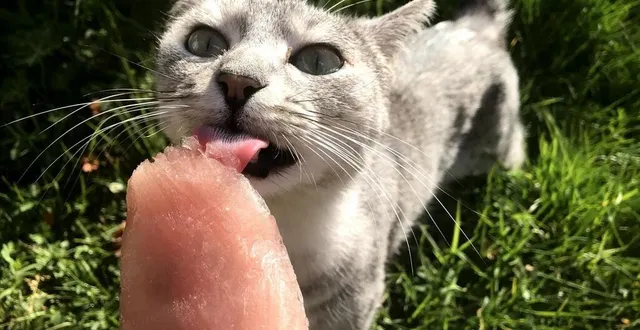 photo  les animaux aussi subissent la chaleur.  &copy;  co – camille rivieccio 