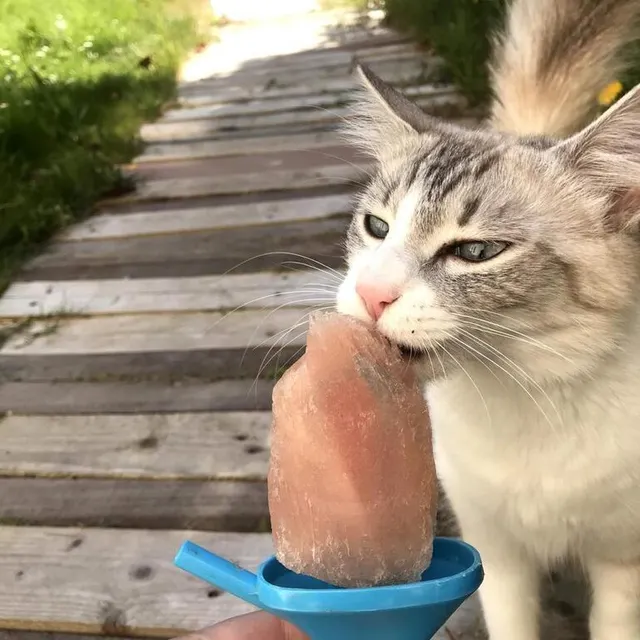 photo des glaçons peuvent être déposés dans les gamelles d’eau des animaux de compagnie.  ©  co – camille rivieccio