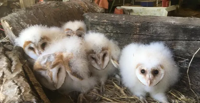 photo  les chouettes effraies sont friandes de micromammifères, comme les rats ou les souris.  &copy;  johann launay/cpie 