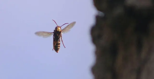 photo  après le décès d’un jeune homme de 27 ans à avoise, lundi 11 juillet 2022, des suites d’une piqûre de guêpe, une femme d’une quarantaine d’années est décédée ce dimanche 17 juillet à auvers-le-hamon.  &copy;  archives le maine libre 