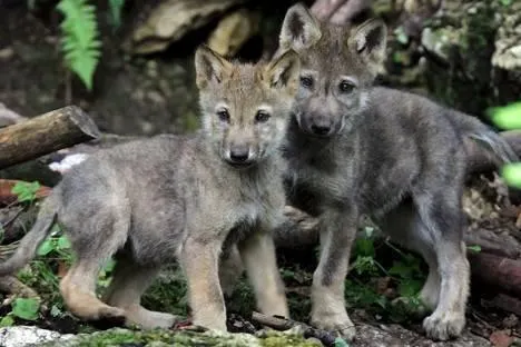 photo  quatre louveteaux sont arrivés au pescheray.  &copy;  archives le maine libre – hervé petitbon 