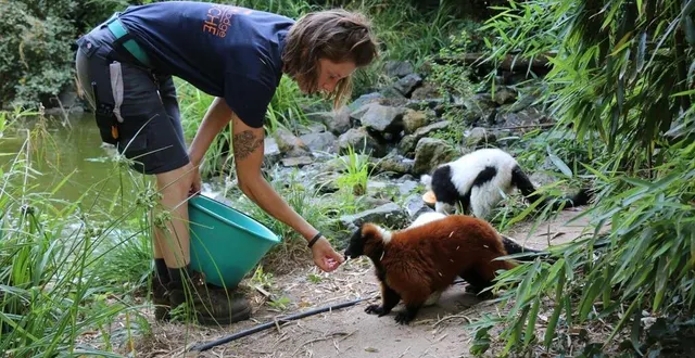 photo  alors que le thermomètre ne descend pas en dessous de 30 °c, charlotte, soigneuse au zoo de la flèche, apporte des melons congelés et autres petits plaisirs frais aux varis.  &copy;  ouest-france 