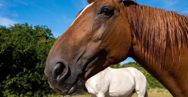 photo  suite au violent incendie qui a débuté lundi 18 juillet 2022 à mulsanne (sarthe), à l’écurie best, les 70 chevaux ont dû être évacués et placés dans d’autres écuries ou près. (photo d’illustration)  &copy;  archives ouest-france 