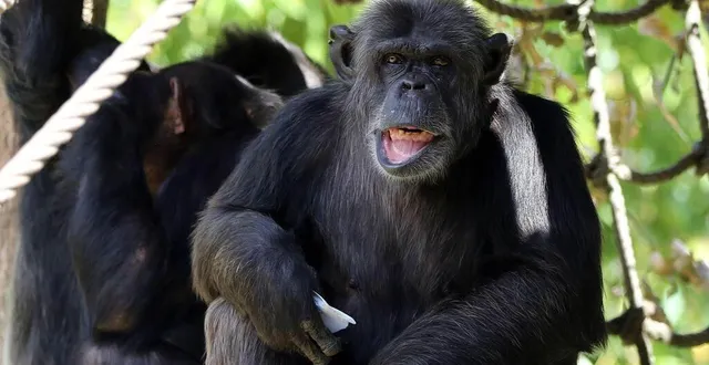 photo  32 animaux dont des petits primates ont été recueillis temporairement au zoo de la flèche (sarthe), mercredi 22 juillet  &copy;  archives ouest-france 