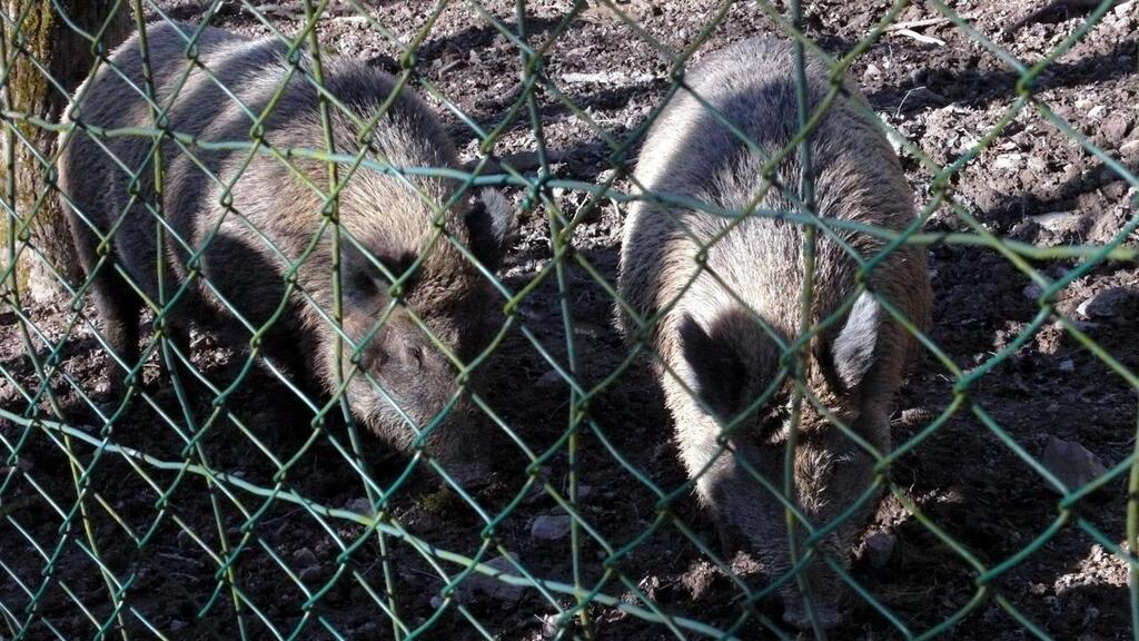 EN IMAGES. Au parc animalier de Grimbosq, promeneurs et animaux se