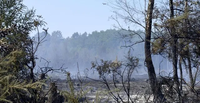 photo  les flammes ont ravagé les jeunes sapinières plantées à mulsanne en 2016, à la suite des feux d’origine criminelle de 2015.  &copy;  lorenzo vergari morelli/ouest-france 