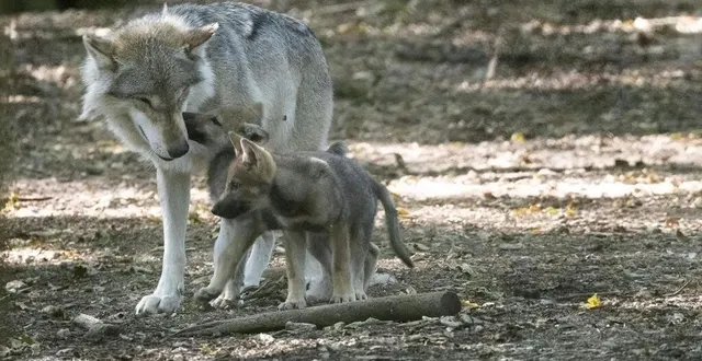 photo  quatre louveteaux gris sont arrivés cet été au zoo de pescheray.  &copy;  fabrice jallu 