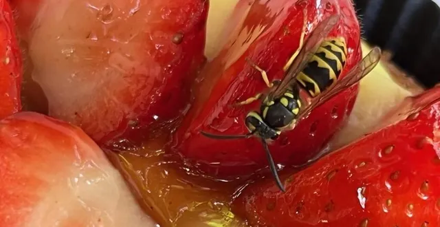 photo  attention aux piqûres d’hyménoptères, qui peuvent entraîner de graves formes d’allergie.  &copy;  photo archives le maine libre 