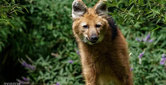 photo  salma, louve à crinière âgée de 16 ans, est décédée au zoo de la flèche.  &copy;  zoo de la flèche 