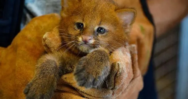 photo  bogota et héra, le couple de jaguarondis du zoo de la flèche, sont heureux de vous présenter leur petite dernière.  &copy;  zoo de la flèche 