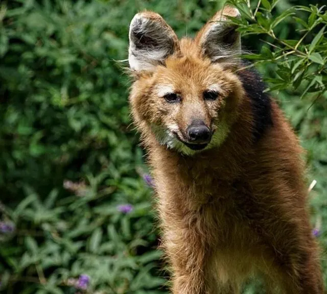 photo clifford et belém ont rejoint le parc après la disparition de salma.  ©  zoo de la la flèche