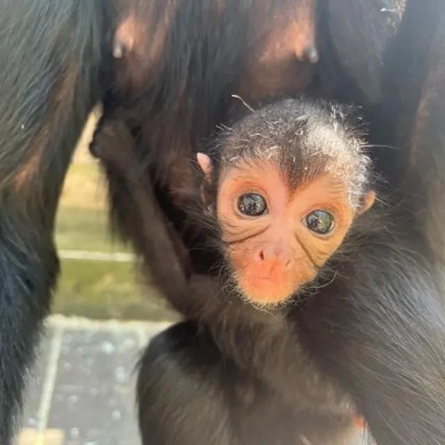 photo l’atèle de colombie.  ©  zoo de la flèche