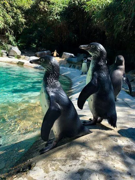 photo les manchots sont déjà grands lorsqu’ils découvrent la vie hors du nid.  ©  zoo de la flèche