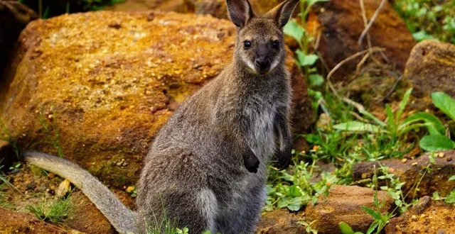 photo  deux jeunes wallabies sont nés début 2022 dans le bush australien du zoo de la flèche.  &copy;  zoo de la flèche 