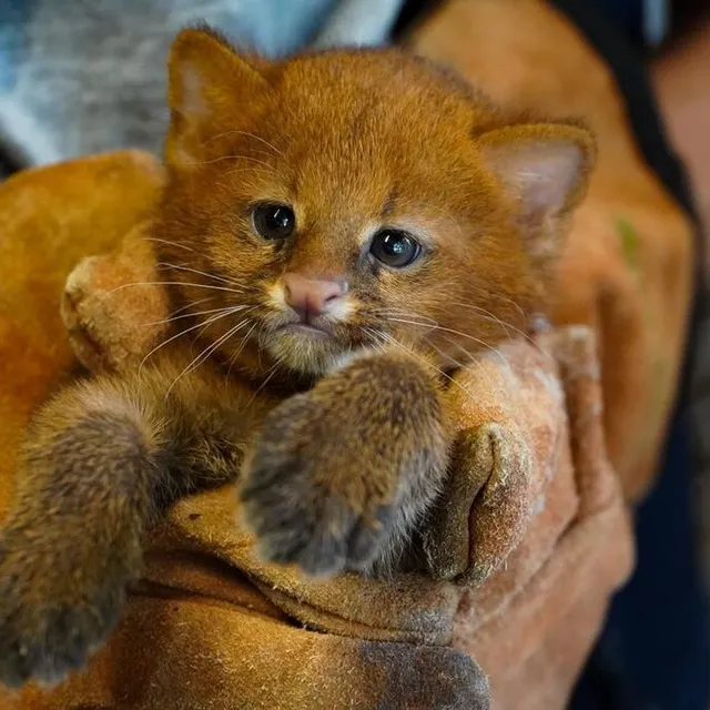 photo un couple de jaguarondis, petits chats sauvages d’amérique du sud, ont donné naissance à une femelle, mi-juin 2022.  ©  zoo de la flèche