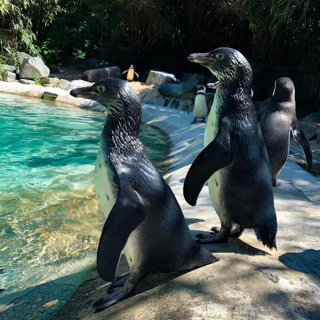 photo les deux jeunes manchots nés cette année au zoo de la flèche profitent de leurs premières baignades.  ©  zoo de la flèche