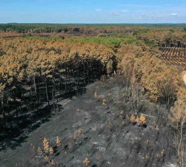 photo sarthe (72). suites des incendies qui ont ravagé plus de 300 hectares de forêts, le lundi 18 juillet 2022 (et les jours suivant) à mulsanne, teloché et ruaudin. lieu-dit, la butte au renard à teloché.  ©  thomas brégardis / ouest-france