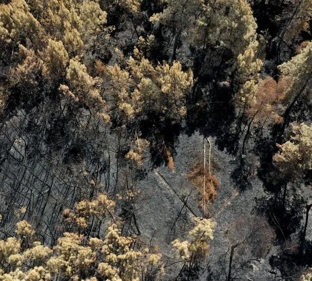 photo sarthe (72). suites des incendies qui ont ravagé plus de 300 hectares de forêts, le lundi 18 juillet 2022 (et les jours suivant) à mulsanne, teloché et ruaudin. la forêt le long du boulevard des grands-rôtis à mulsanne.  ©  thomas brégardis / ouest-france