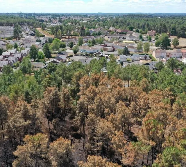 photo sarthe (72). suites des incendies qui ont ravagé plus de 300 hectares de forêts, le lundi 18 juillet 2022 (et les jours suivant) à mulsanne, teloché et ruaudin. la forêt le long du boulevard des grands-rôtis à mulsanne.  ©  thomas brégardis / ouest-france