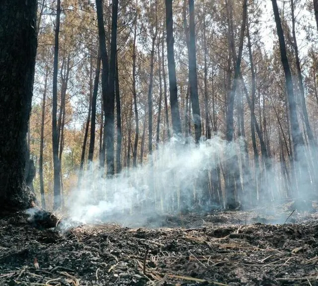 photo suites des incendies qui ont ravagé plus de 300 hectares de forêts, le lundi 18 juillet 2022 (et les jours suivant) à mulsanne, teloché et ruaudin. dans la forêt le long de la route de brette-les-pins dans la commune de ruaudin.  ©  thomas brégardis / ouest-france