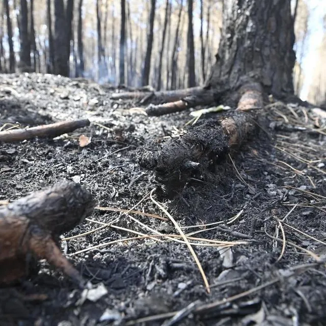 photo suites des incendies qui ont ravagé plus de 300 hectares de forêts, le lundi 18 juillet 2022 (et les jours suivant) à mulsanne, teloché et ruaudin. dans la forêt le long de la route de brette-les-pins dans la commune de ruaudin.  ©  thomas brégardis / ouest-france