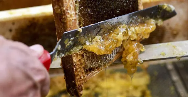 photo  le miel de l’arche de la nature sera mis en vente le 21 août à l’occasion de la fête du miel et des confitures.  &copy;  archives le maine libre – denis lambert 