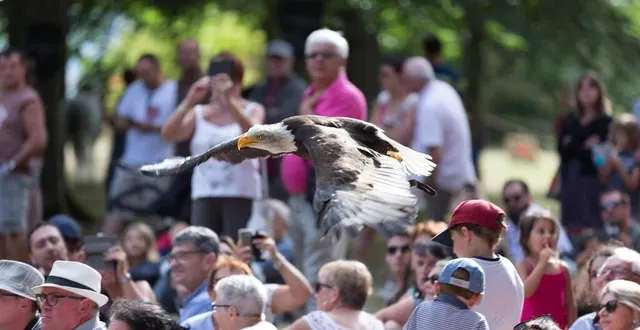 photo  un spectacle de fauconnerie époustouflant.  &copy;  @kathleenmichel 