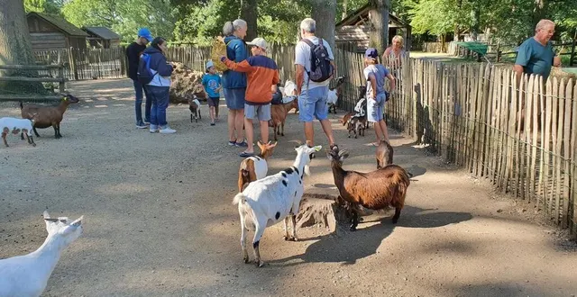 photo  les chèvres naines attendent les granulés avec impatience.  &copy;  ouest-france 