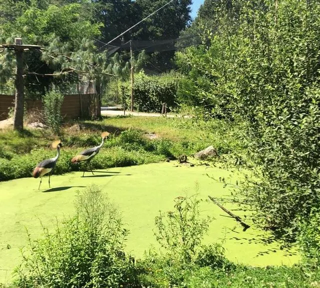 photo « il y a une végétation exotique mais aussi naturelle qu’on essaye de conserver », souligne emmanuel lemonnier, gérant du spaycific’zoo à spay (sarthe).  ©  ouest-france