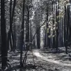 photo  en juillet, 300 hectares de forêt ont brûlé 