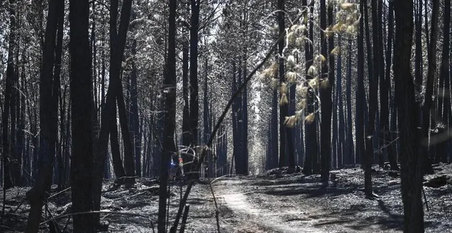 photo  en juillet, 300 hectares de forêt ont brûlé  &copy;  le maine libre denis lambert 