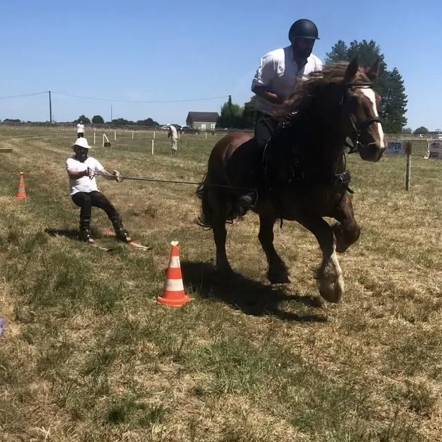 photo le ski sur herbe a été une des attractions de la fête du cheval.  ©  marc leroy