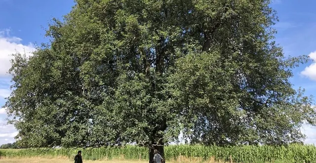 photo  plus de 100 000 pommiers ou poiriers sont identifiés pour la production de calvados domfrontais en aoc. ici, un poirier à la baroche-sous-lucé.  &copy;  ouest-france 