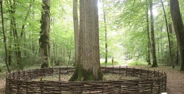 photo  la futaie régulière de chênes inscrite à l’inventaire national du patrimoine culturel immatériel.  &copy;  le maine libre 