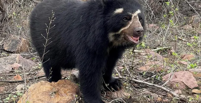 photo  on estime aujourd’hui à moins de 10 000 la population d’ours à lunettes dans le monde. dans la réserve de chaparri, au pérou, 40 d’entre eux ont été observés, grâce à des caméras à détection automatique.  &copy;  françois gay 