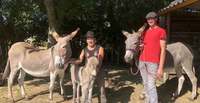 photo  pedro, pâquerette et cannelle sont les vedettes d’avezé et attirent les promeneurs en balade. attention : ne pas leur donner de pain ni d’autre nourriture.  &copy;  le maine libre 