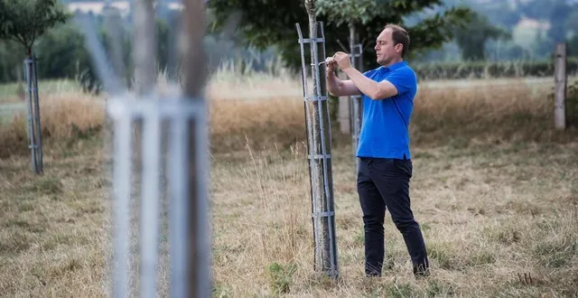 photo  le producteur de calvados jean françois guillouet observe l’effet de la sécheresse sur ses jeunes pommiers, à montilly-sur-noireau (orne).  &copy;  martin roche / ouest-france 