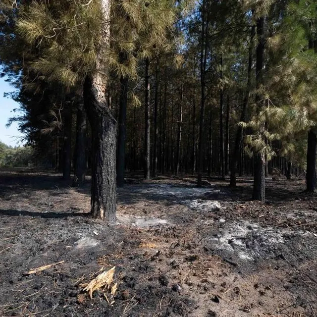 photo l’incendie a ravagé 1 400 hectares de forêt.  ©  régine lemarchand