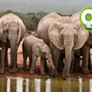photo quiz. 10 questions sur les éléphants 