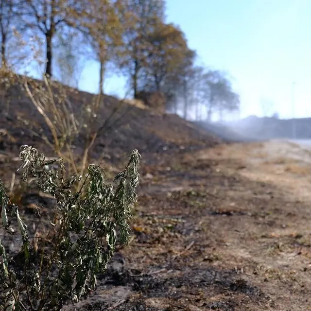 photo quelques traces de végétation subsistent le long de la route.  ©  ouest-france