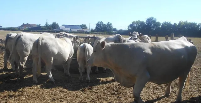 photo  les animaux aux abords de la nourriture.  &copy;  ouest-france 