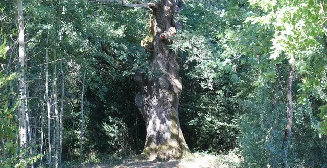 photo  malgré une taille modeste (25 m de hauteur), le chêne au diable est célèbre pour sa légende : il aurait servi à pendre les condamnés à mort par le seigneur local au xve siècle.  &copy;  ouest-france 