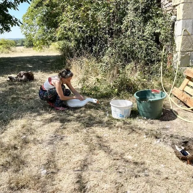 photo poules, oies, canards et paons se baladent en liberté.  ©  marion dorison