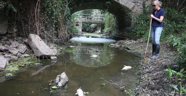 photo  chazé-sur-argos, la haute-rivière, mardi 16 août. la rivière l’argos, affluent de l’oudon, est quasiment à sec. l’association bien vivre en anjou parle d’un « désastre écologique ».  &copy;  co 