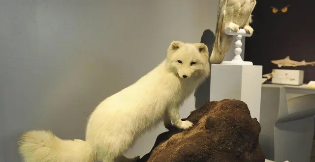 photo  de nombreuses espèces sont à découvrir au musée vert.  &copy;  archives le maine libre – yvon loué 