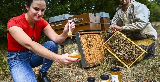 photo  toutes ces abeilles ont un rôle bien précis pour créer le miel, la gelée royale et le pollen que nous consommons.  &copy;  le maine libre – denis lambert 